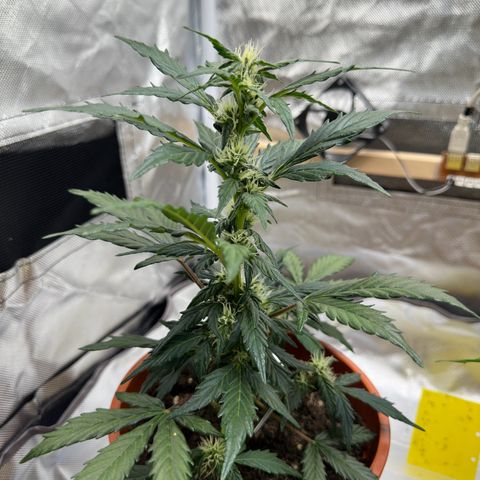 Cookies Gelato growlog timeline photo