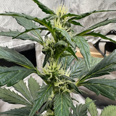 Cookies Gelato growlog timeline photo