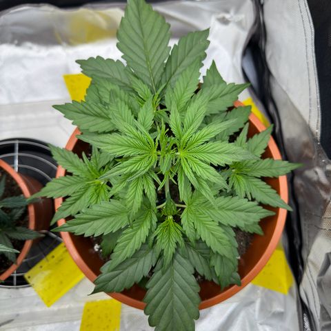 Northern Lights Automatic growlog timeline photo