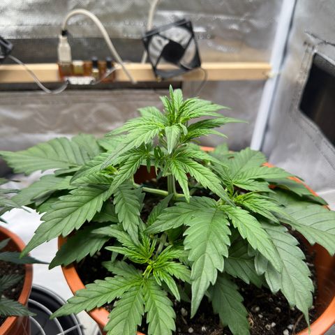 Northern Lights Automatic growlog timeline photo