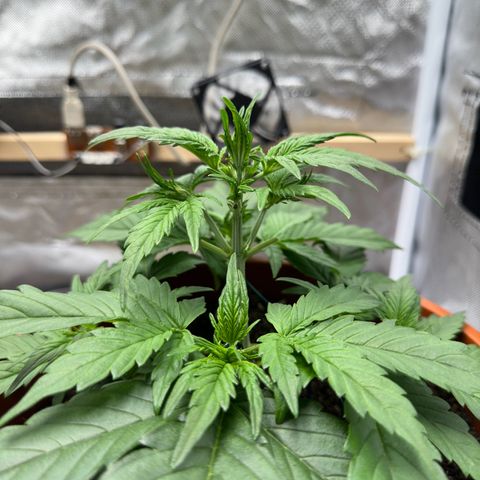 Northern Lights Automatic growlog timeline photo