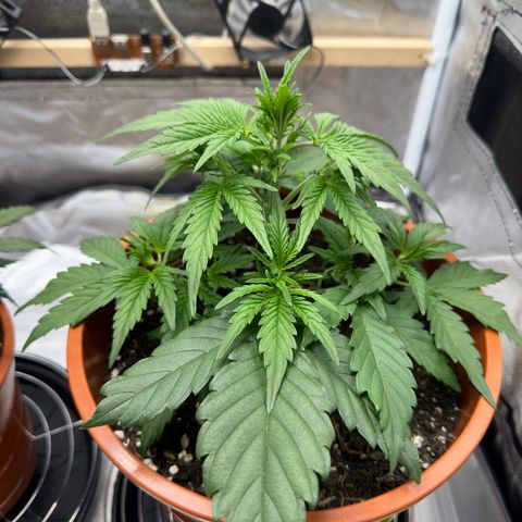 Northern Lights Automatic growlog timeline photo