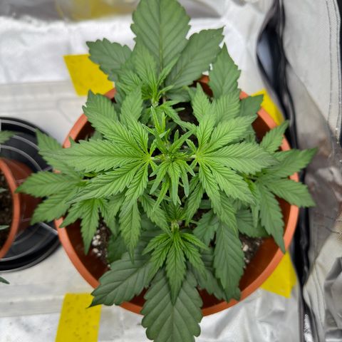 Northern Lights Automatic growlog timeline photo