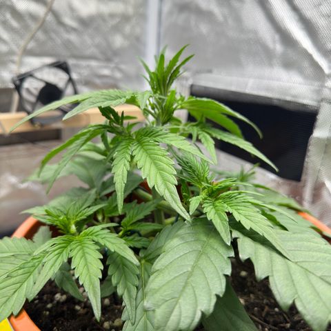 Northern Lights Automatic growlog timeline photo