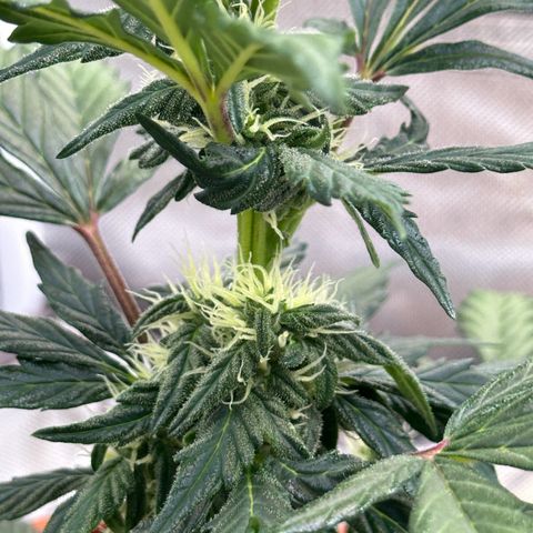 Cookies Gelato growlog timeline photo