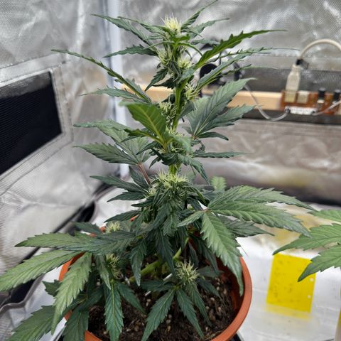 Cookies Gelato growlog timeline photo