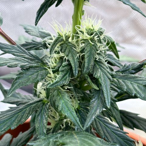 Cookies Gelato growlog timeline photo