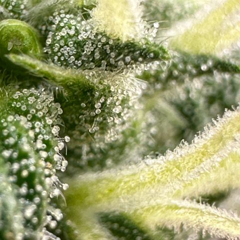 Cookies Gelato growlog timeline photo