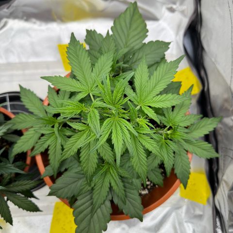 Northern Lights Automatic growlog timeline photo