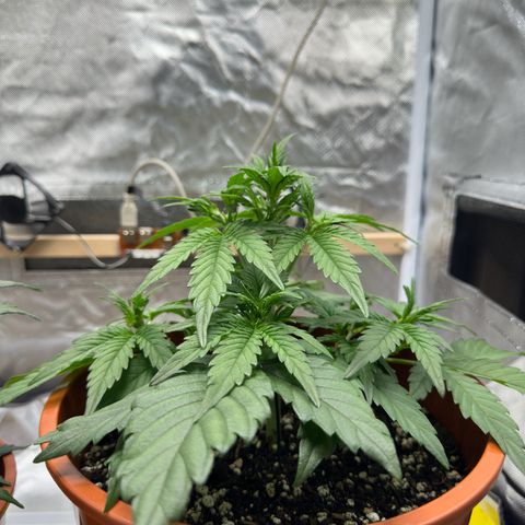 Northern Lights Automatic growlog timeline photo
