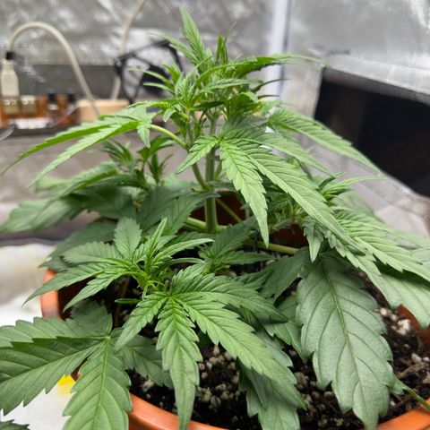 Northern Lights Automatic growlog timeline photo