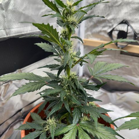 Cookies Gelato growlog timeline photo