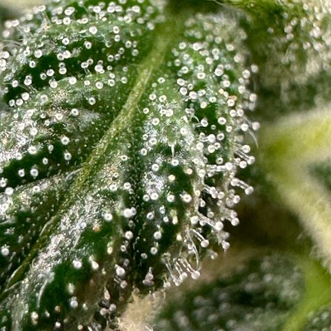 Cookies Gelato growlog timeline photo