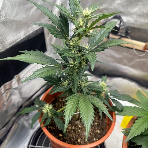Cookies Gelato growlog timeline photo