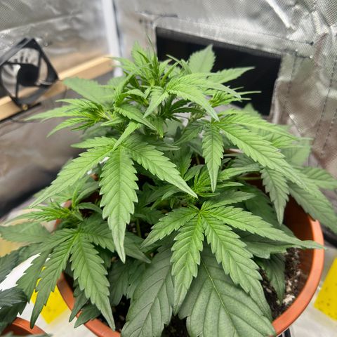 Northern Lights Automatic growlog timeline photo