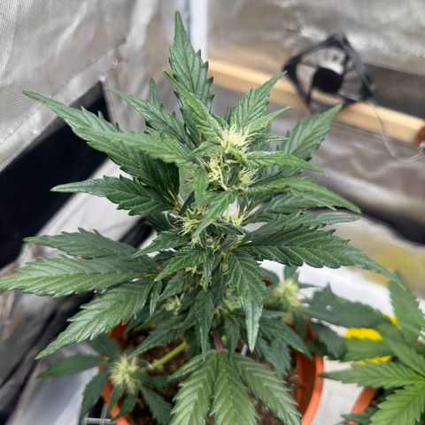 Cookies Gelato growlog timeline photo
