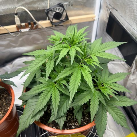 Northern Lights Automatic growlog timeline photo