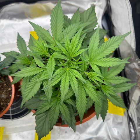 Northern Lights Automatic growlog timeline photo