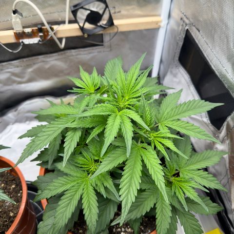 Northern Lights Automatic growlog timeline photo