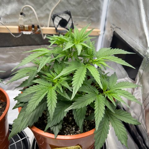 Northern Lights Automatic growlog timeline photo