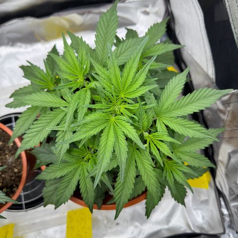 Northern Lights Automatic growlog timeline photo
