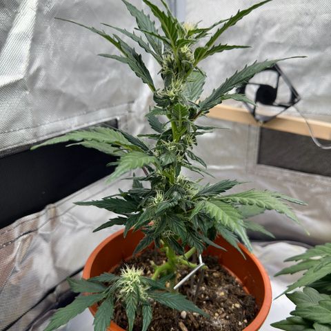Cookies Gelato growlog timeline photo