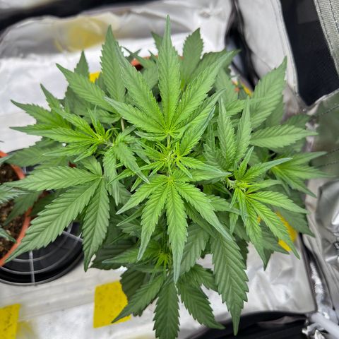 Northern Lights Automatic growlog timeline photo
