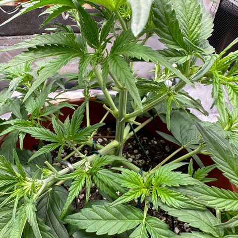 Northern Lights Automatic growlog timeline photo