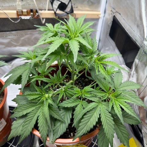 Northern Lights Automatic growlog timeline photo