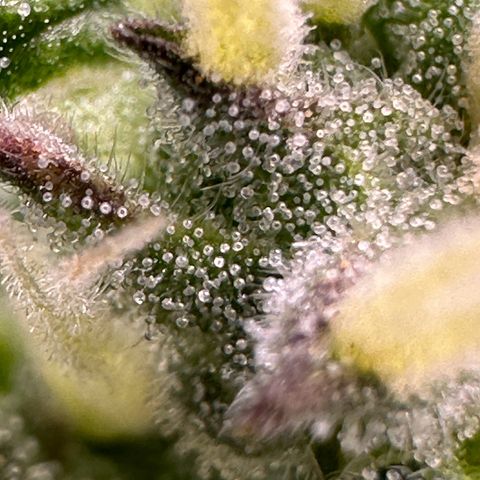 Cookies Gelato growlog timeline photo