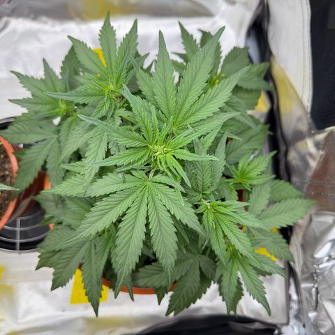 Northern Lights Automatic growlog timeline photo