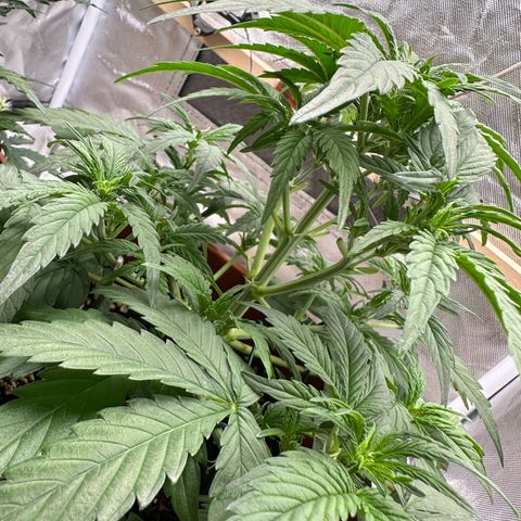 Northern Lights Automatic growlog timeline photo