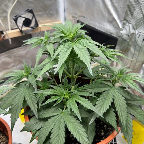 Northern Lights Automatic growlog timeline photo