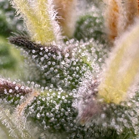 Cookies Gelato growlog timeline photo