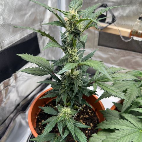 Cookies Gelato growlog timeline photo