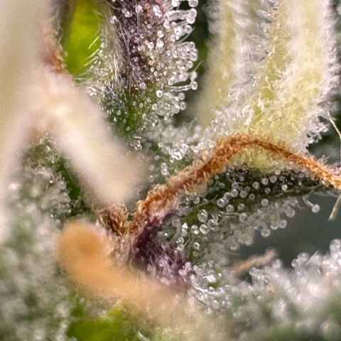 Cookies Gelato growlog timeline photo