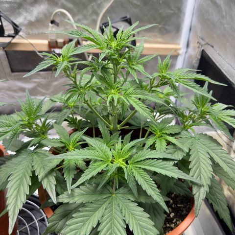 Northern Lights Automatic growlog timeline photo