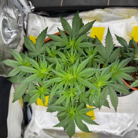 Northern Lights Automatic growlog timeline photo