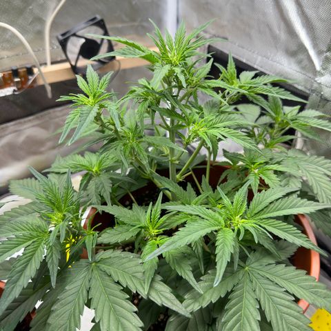 Northern Lights Automatic growlog timeline photo
