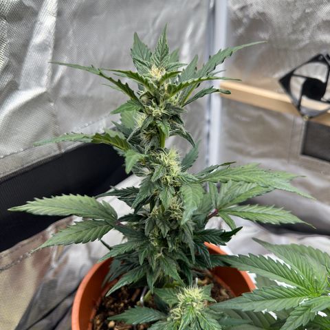 Cookies Gelato growlog timeline photo