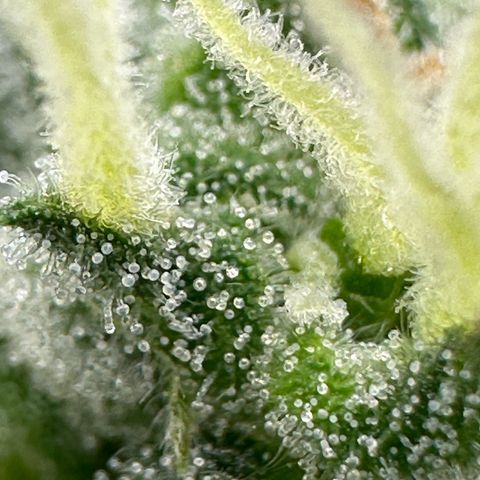 Cookies Gelato growlog timeline photo