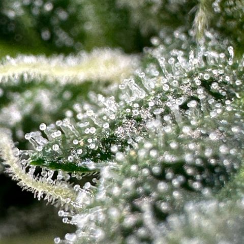 Cookies Gelato growlog timeline photo