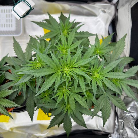 Northern Lights Automatic growlog timeline photo