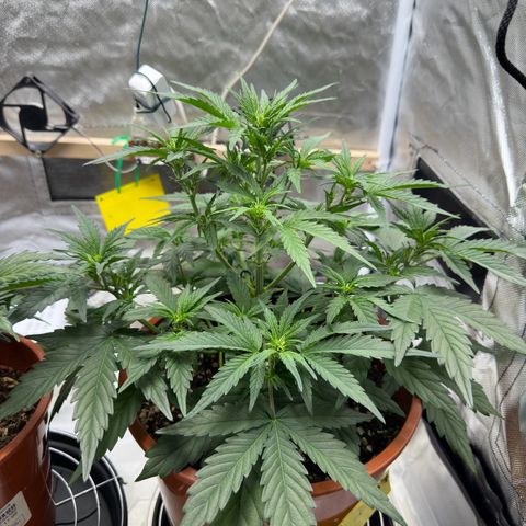 Northern Lights Automatic growlog timeline photo