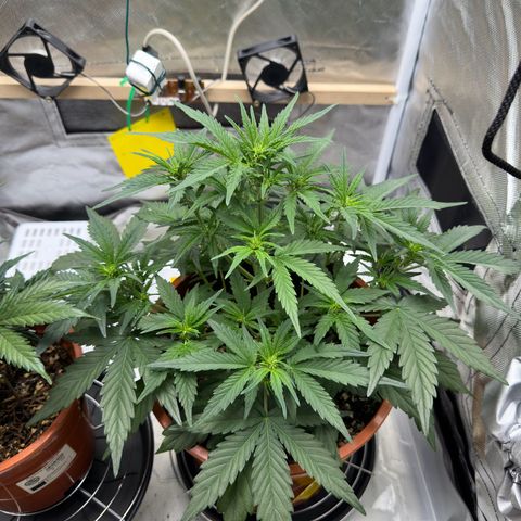 Northern Lights Automatic growlog timeline photo
