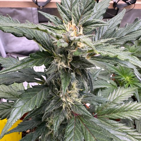 Cookies Gelato growlog timeline photo