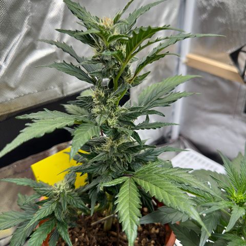 Cookies Gelato growlog timeline photo