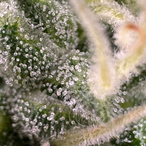 Cookies Gelato growlog timeline photo
