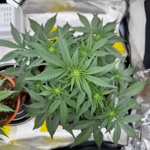 Northern Lights Automatic growlog timeline photo