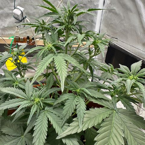 Northern Lights Automatic growlog timeline photo